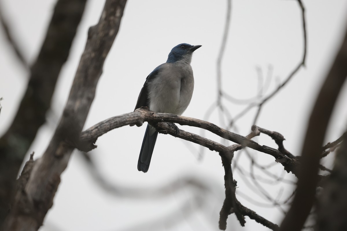 Mexican Jay - ML625563124