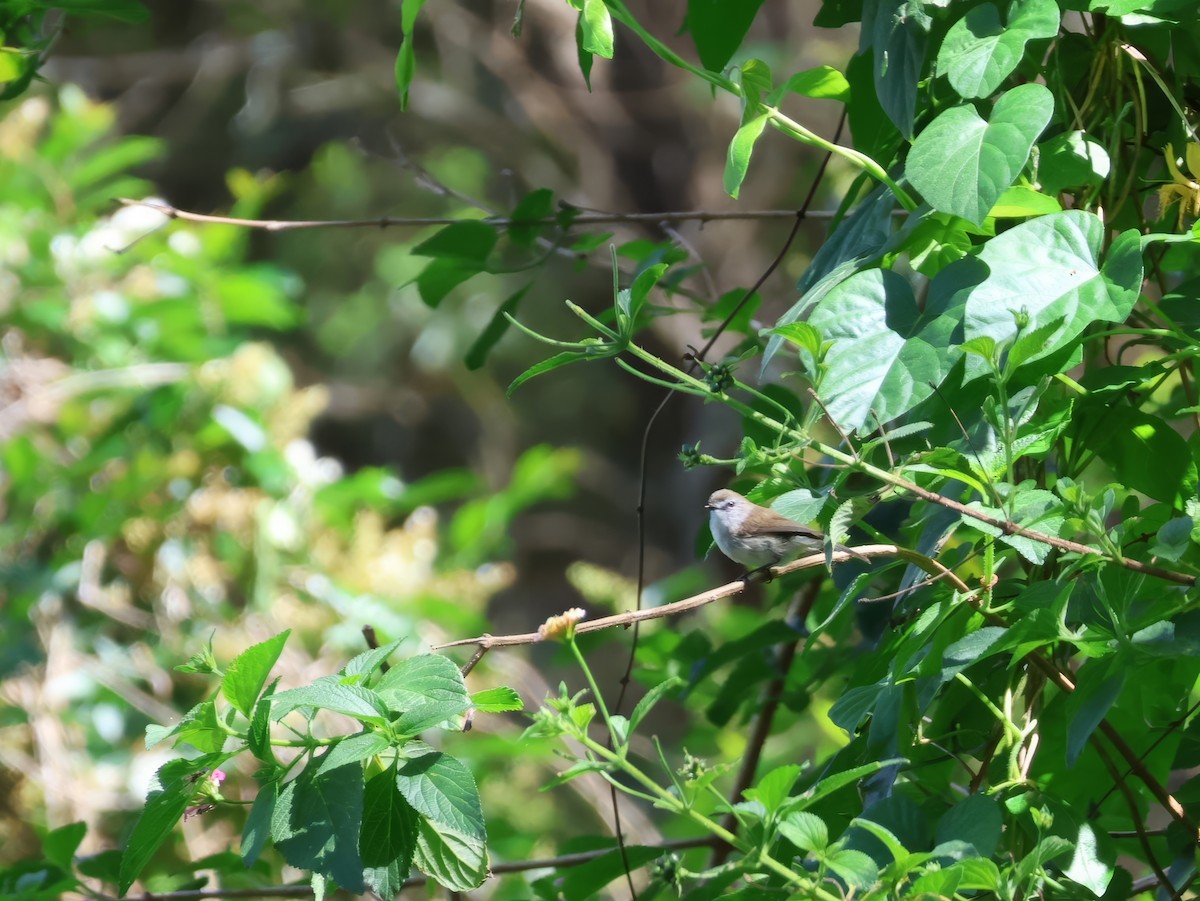 Brown Gerygone - ML625563171