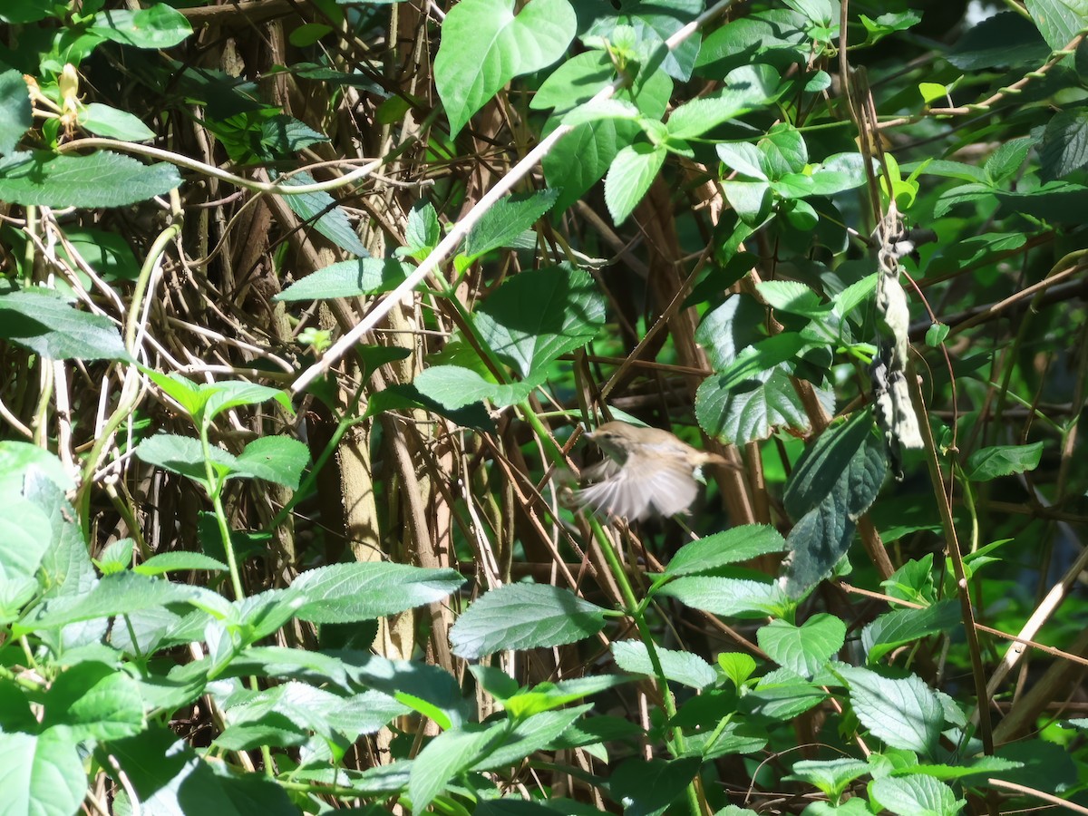 Brown Gerygone - ML625563172