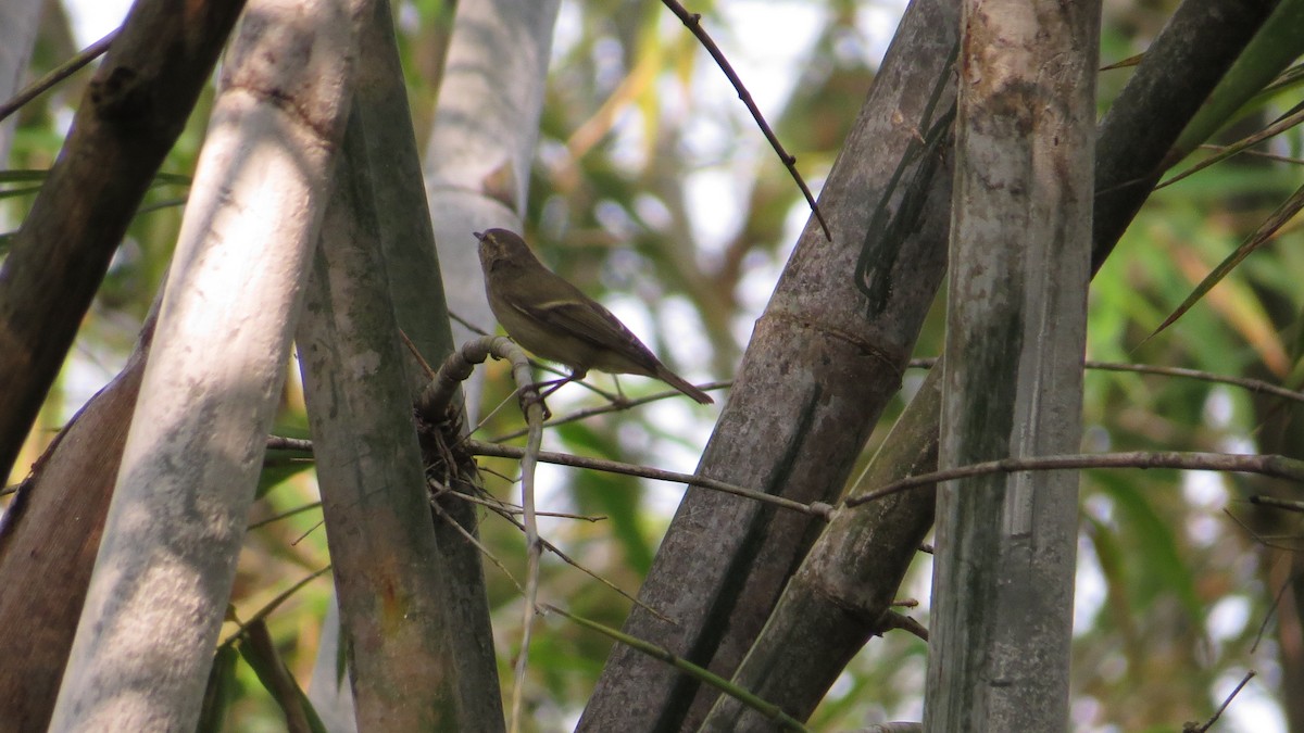 Hume's Warbler - ML625563197