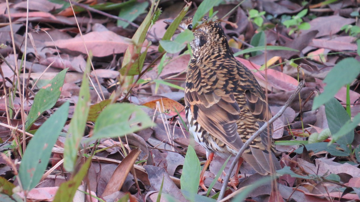 Scaly Thrush - ML625563274