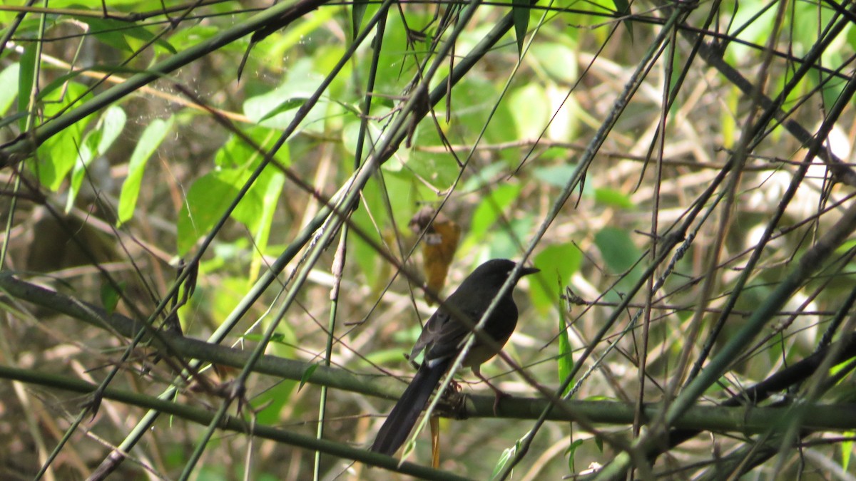 White-rumped Shama - ML625563282