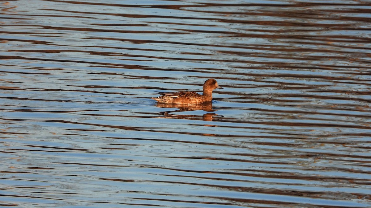 Canard siffleur - ML625563338