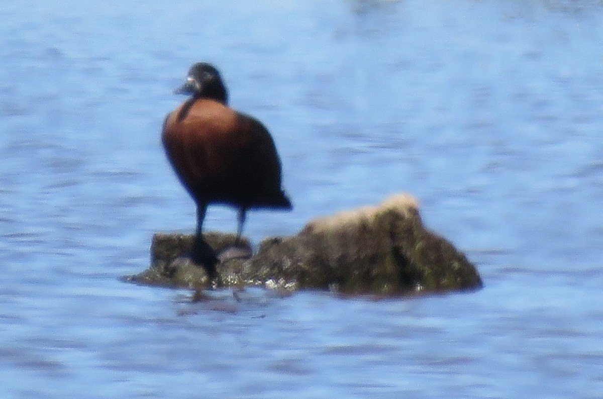 Australian Shelduck - Ian McMahon