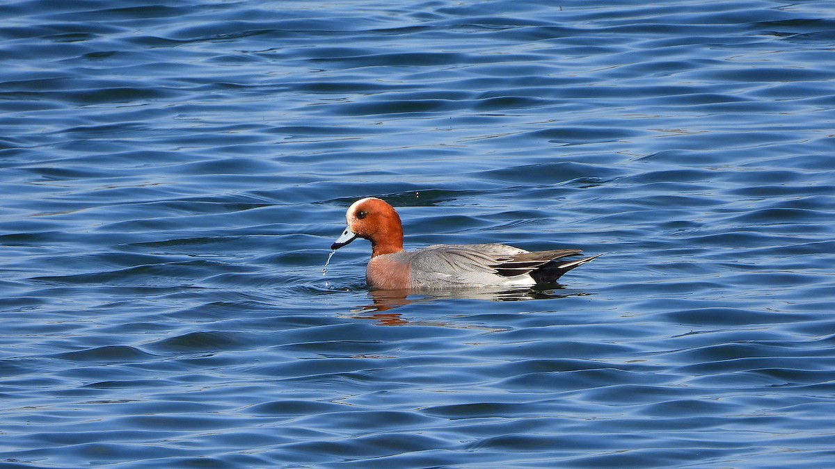 Ahate txistulari eurasiarra - ML625563550