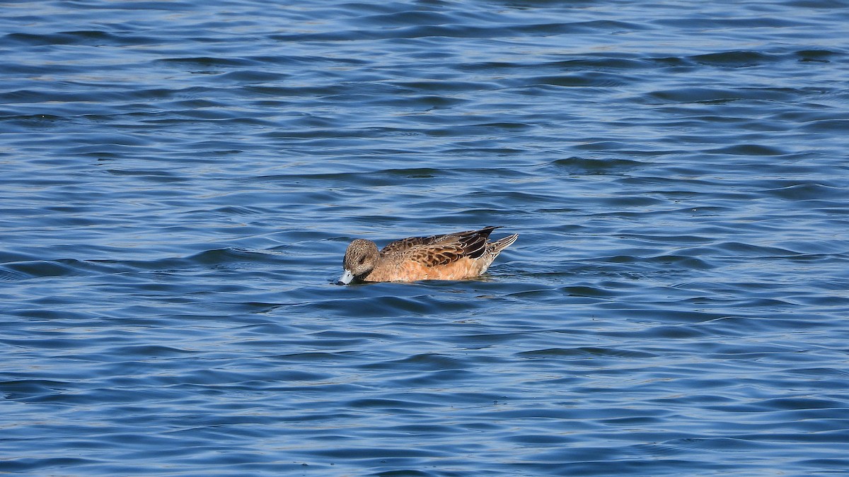 Eurasian Wigeon - Bruno Caula