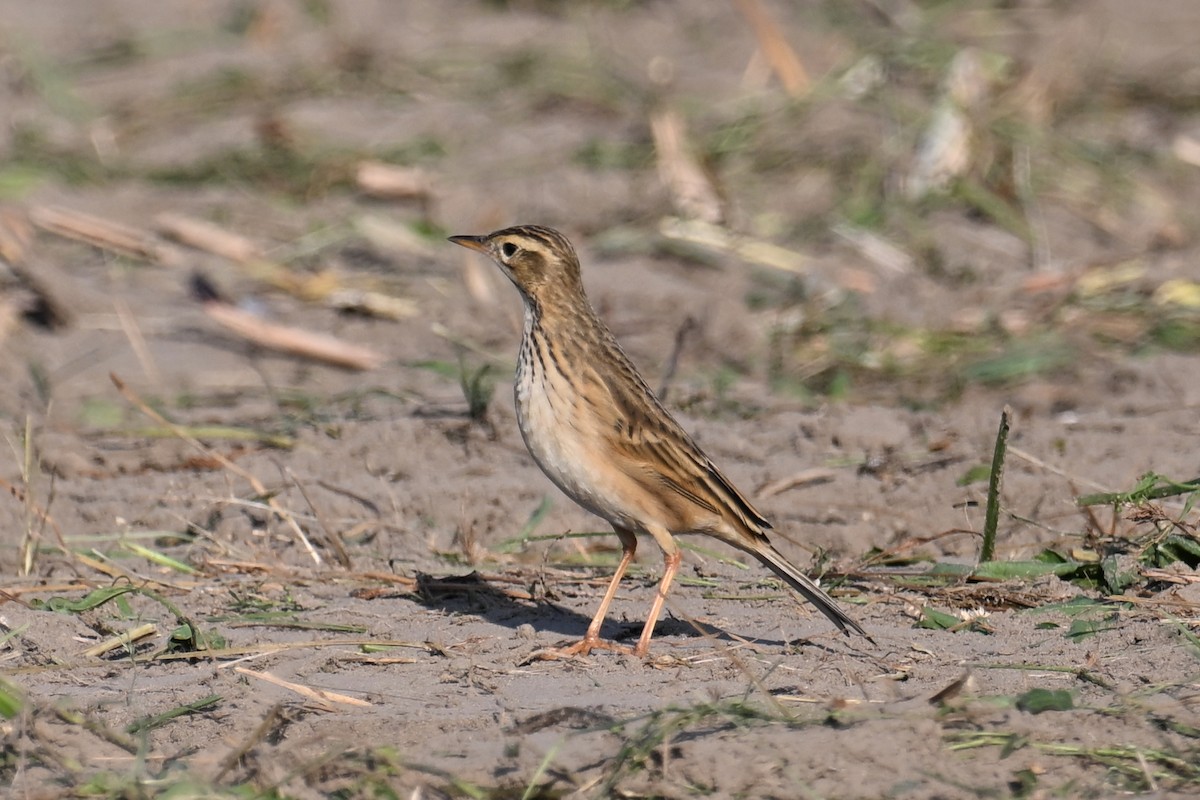 Richard's Pipit - ML625563687