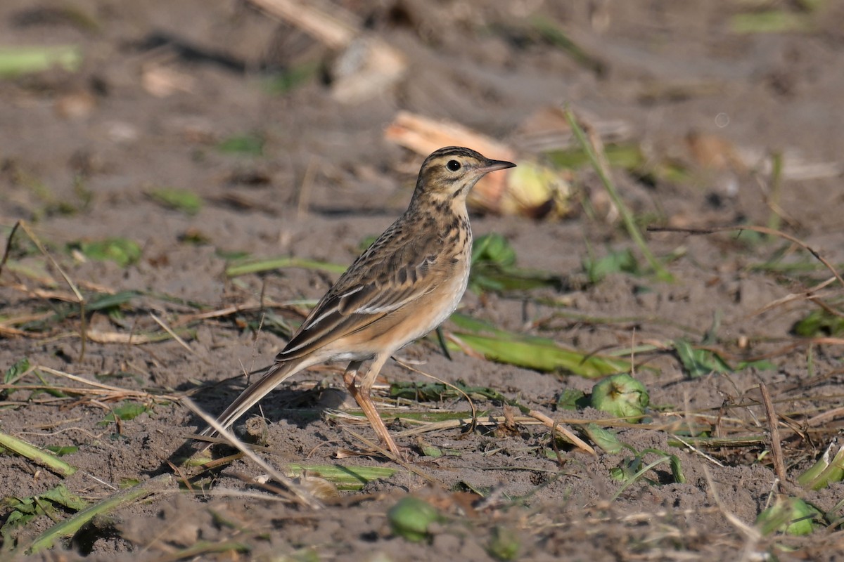 Richard's Pipit - ML625563688