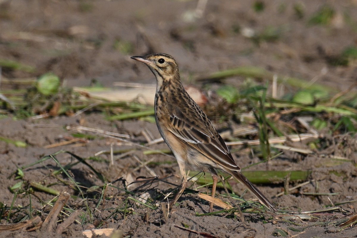 Richard's Pipit - ML625563689