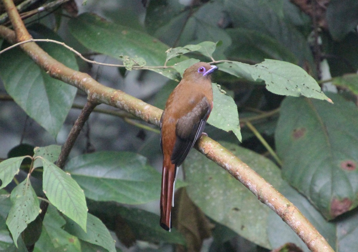 Red-headed Trogon - ML625563704