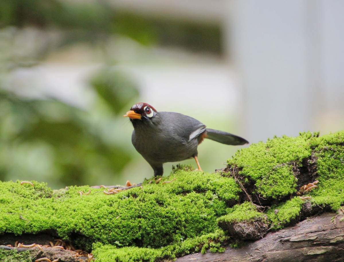 Chestnut-capped Laughingthrush - ML625563760