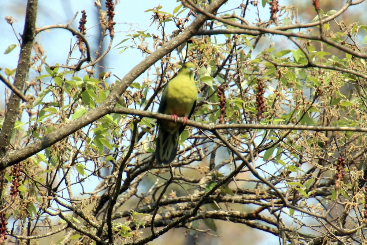 Wedge-tailed Green-Pigeon - ML625563761