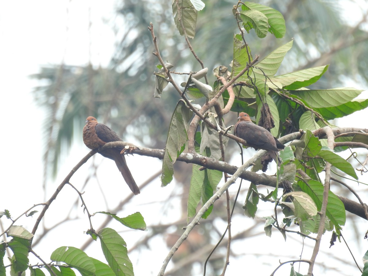 Philippine Cuckoo-Dove - ML625563818