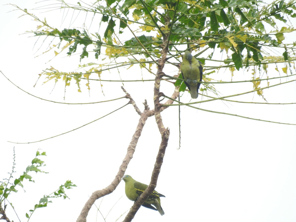 Philippine Green-Pigeon - ML625563829