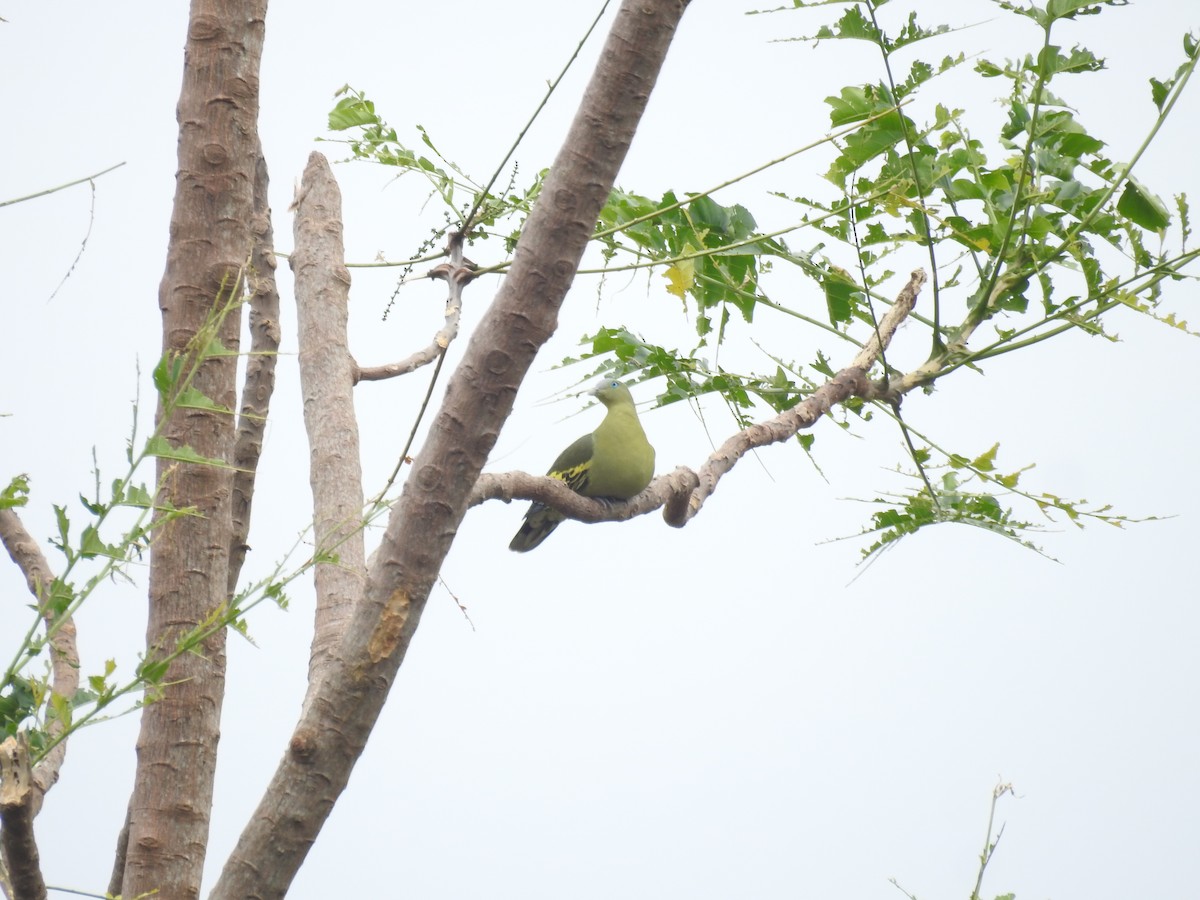 Philippine Green-Pigeon - ML625563830
