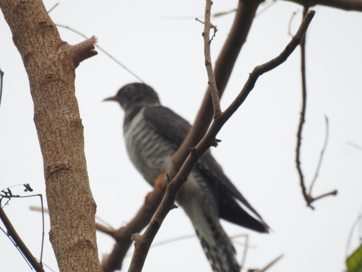 Himalayan/Oriental Cuckoo - ML625563832