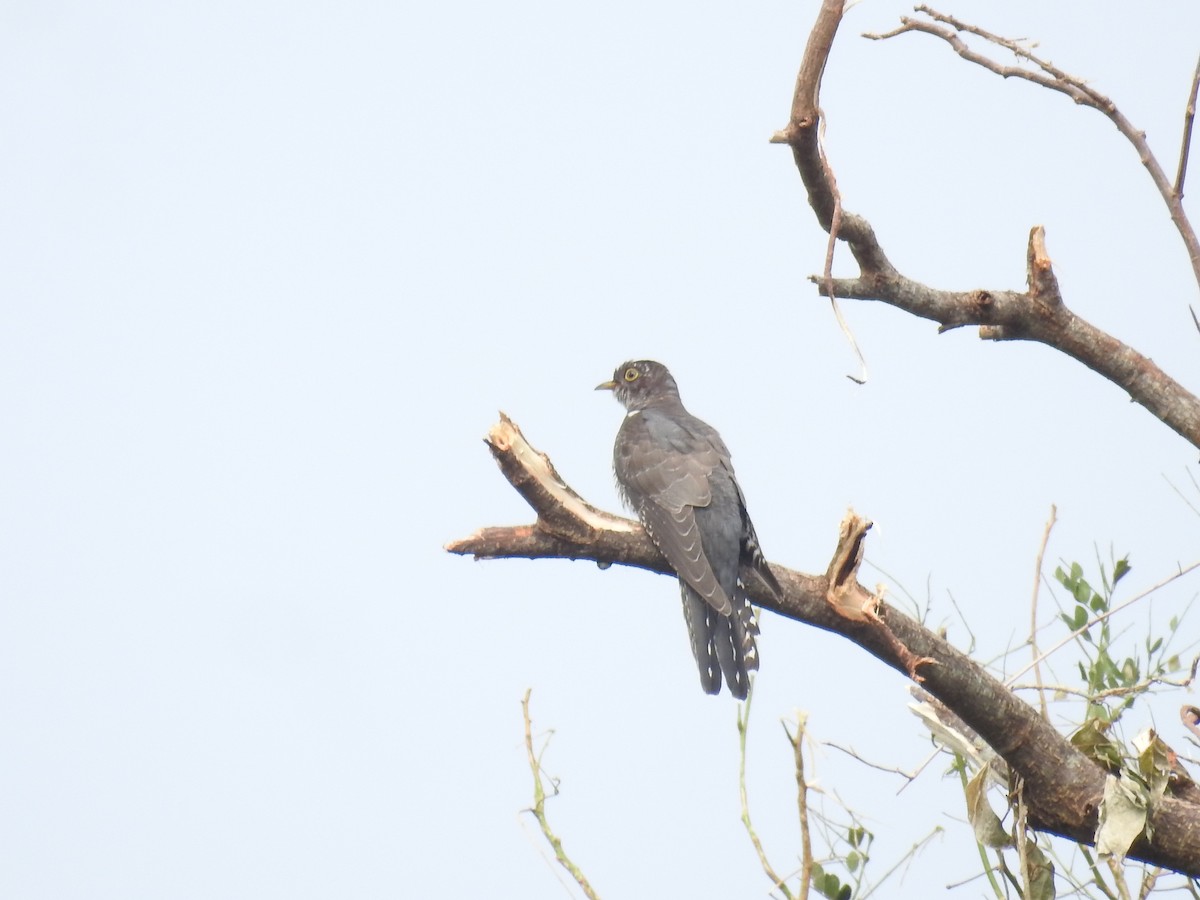 Himalayan/Oriental Cuckoo - ML625563844