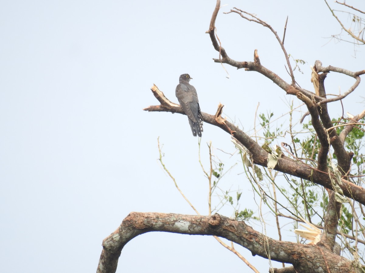 Himalayan/Oriental Cuckoo - ML625563845