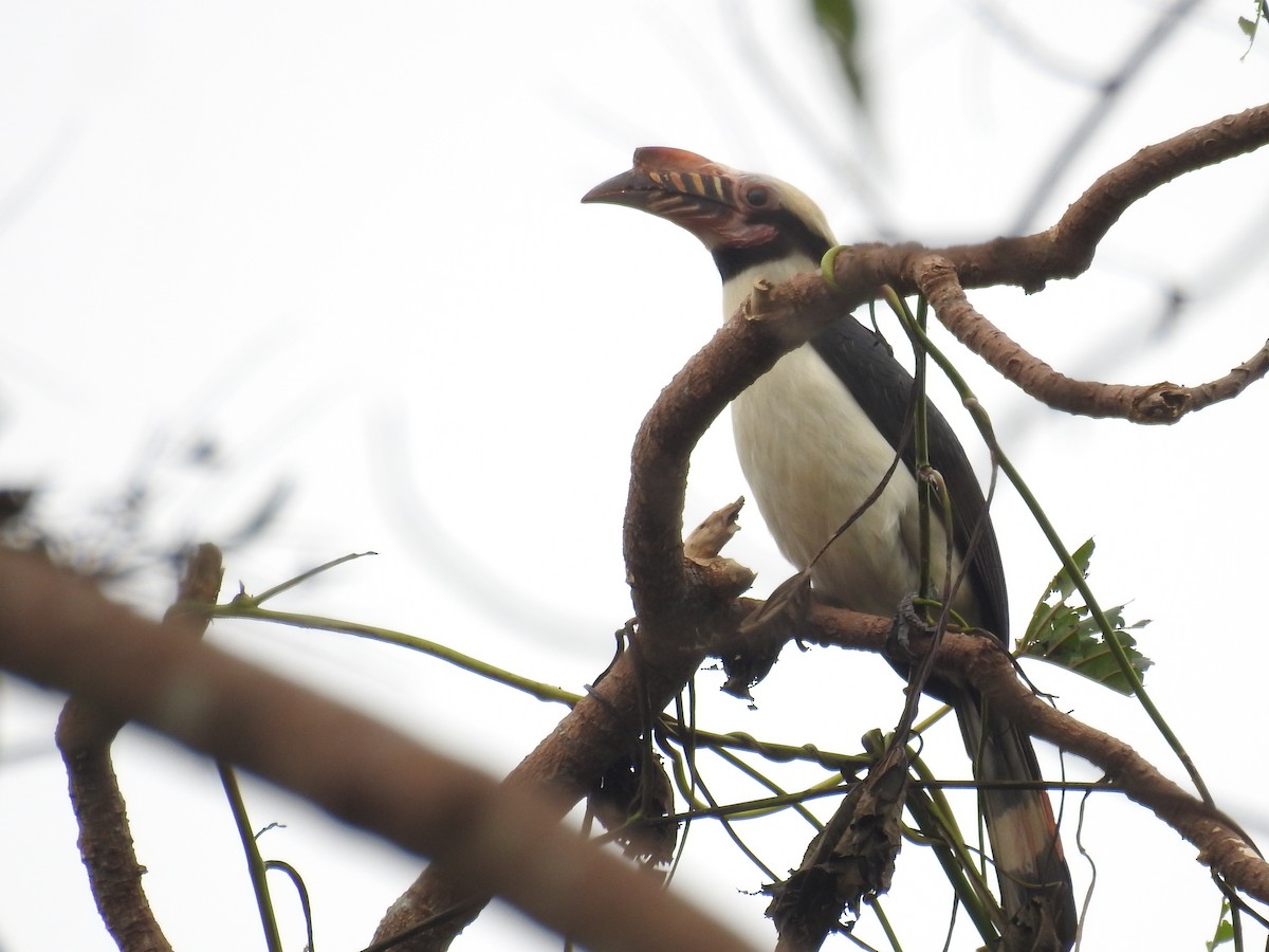 Luzon Hornbill - ML625563848