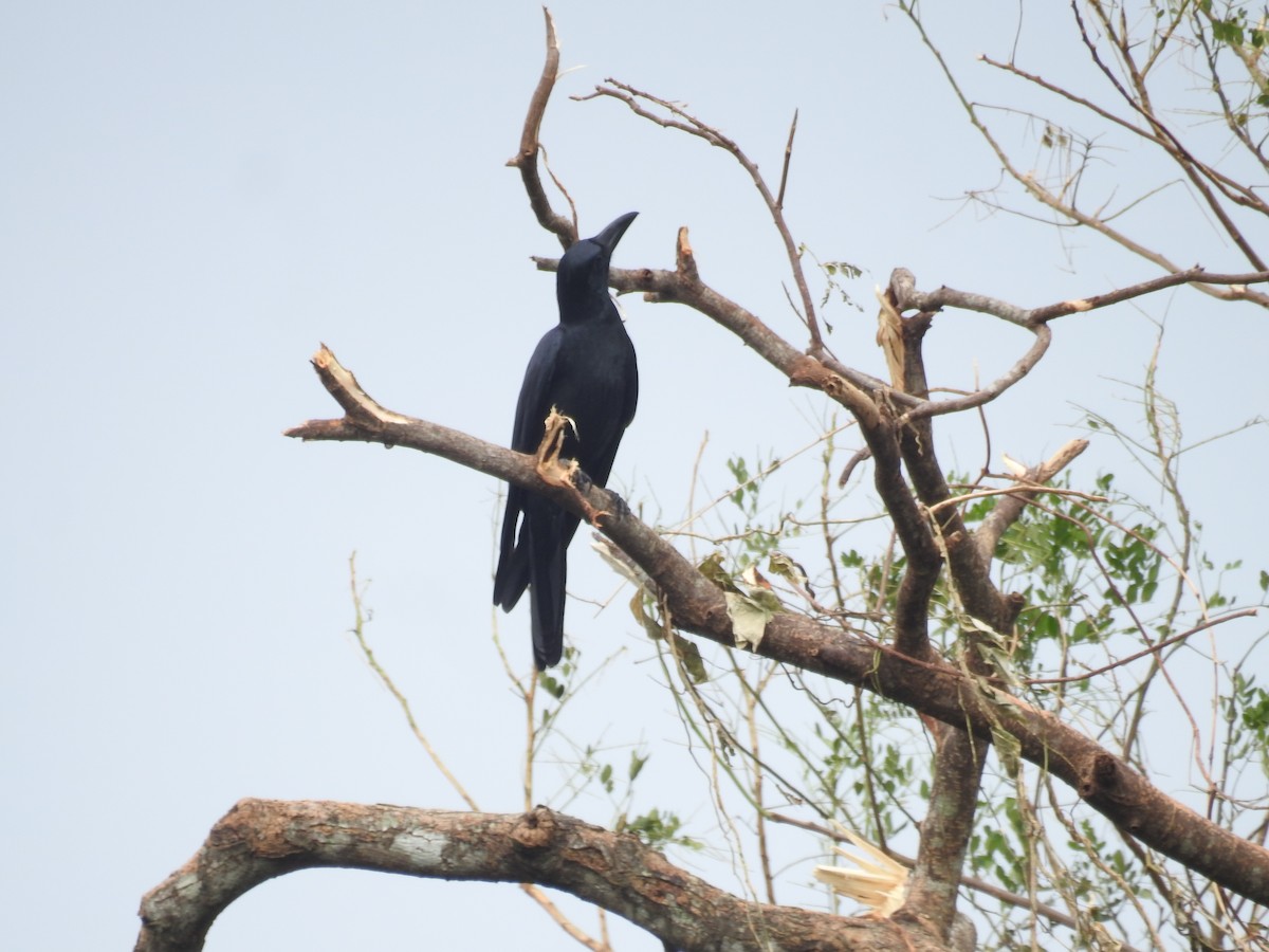 Philippine Jungle Crow - ML625563851