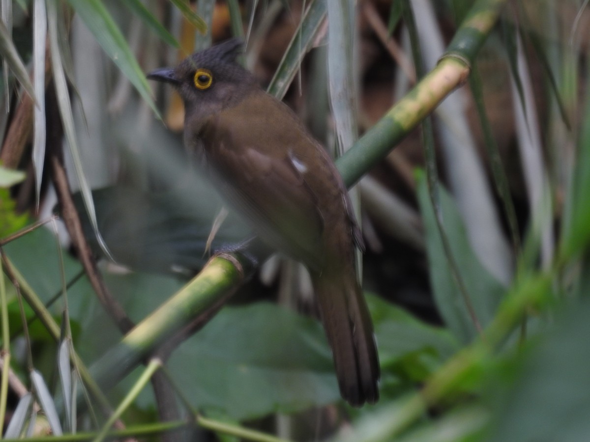 Yellow-wattled Bulbul - ML625563864