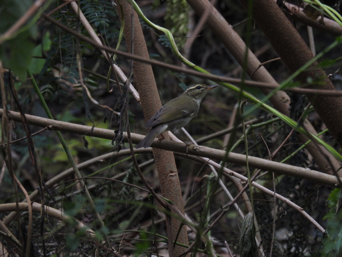 Arctic Warbler - ML625563865