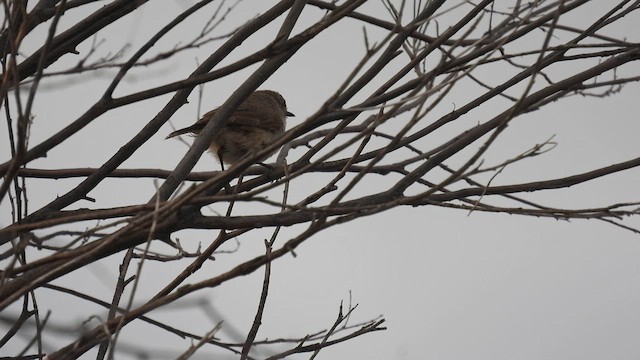Chestnut-rumped Thornbill - ML625563873