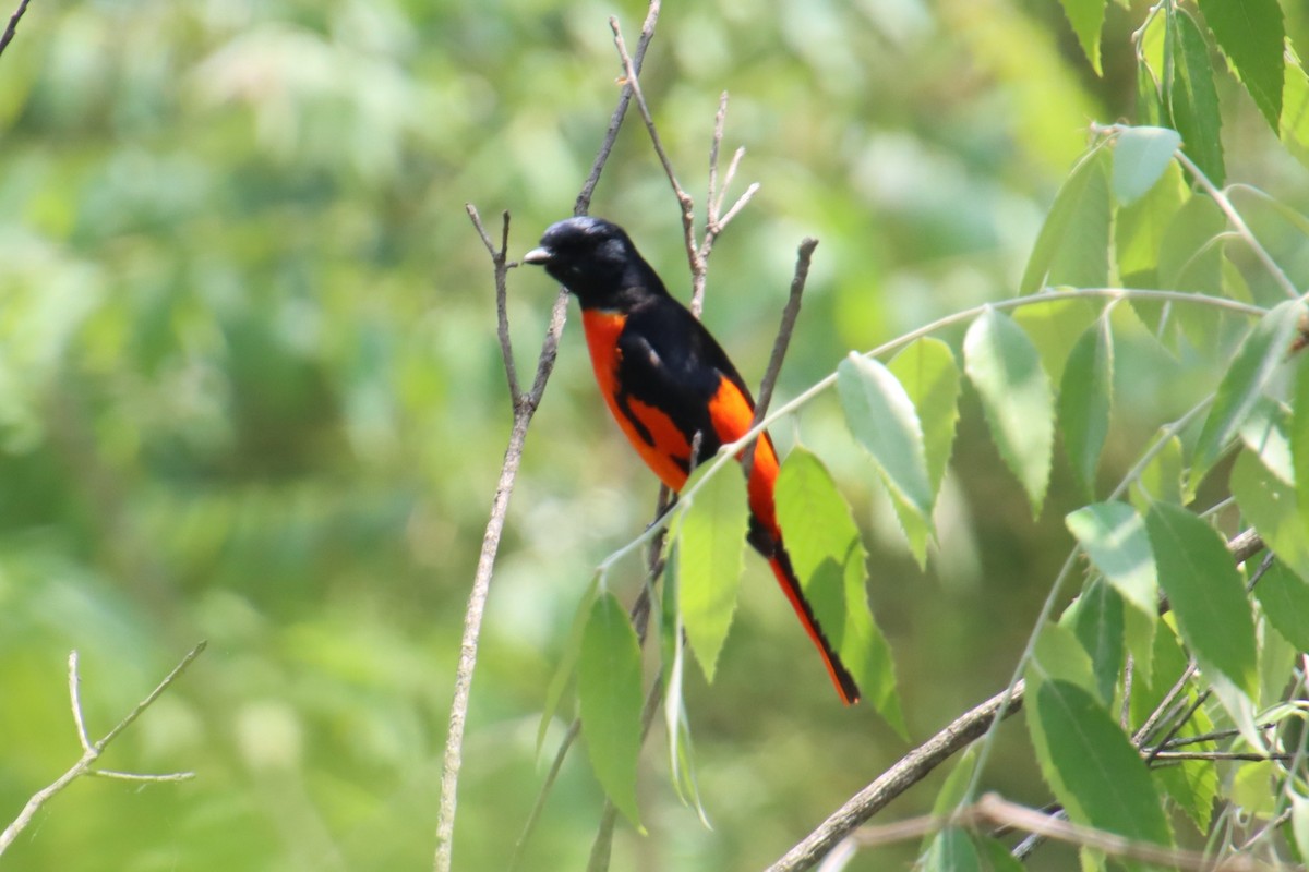 Scarlet Minivet - Darshan Mujumdar