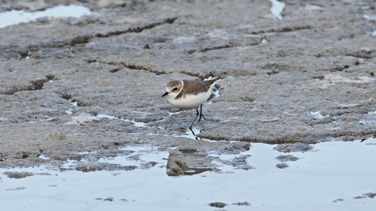 Seeregenpfeifer (alexandrinus/nihonensis) - ML625563972