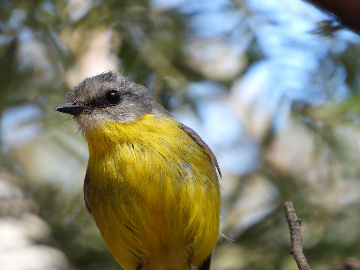 Eastern Yellow Robin - ML625564099