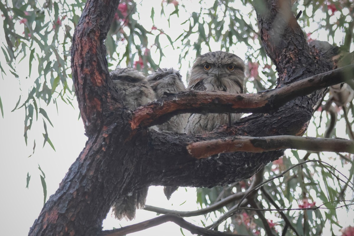 Tawny Frogmouth - ML625564103