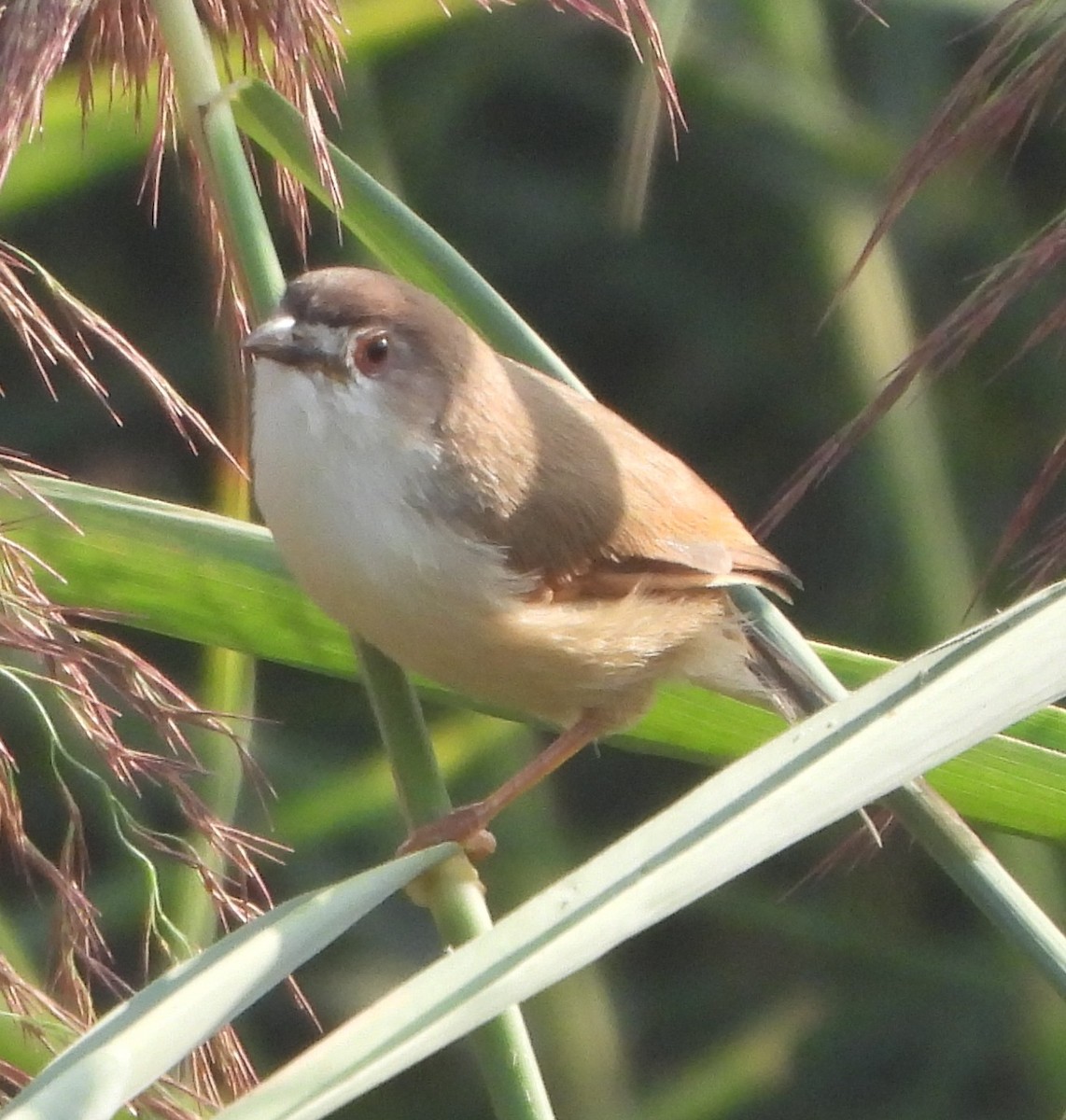 Yellow-eyed Babbler - ML625564113