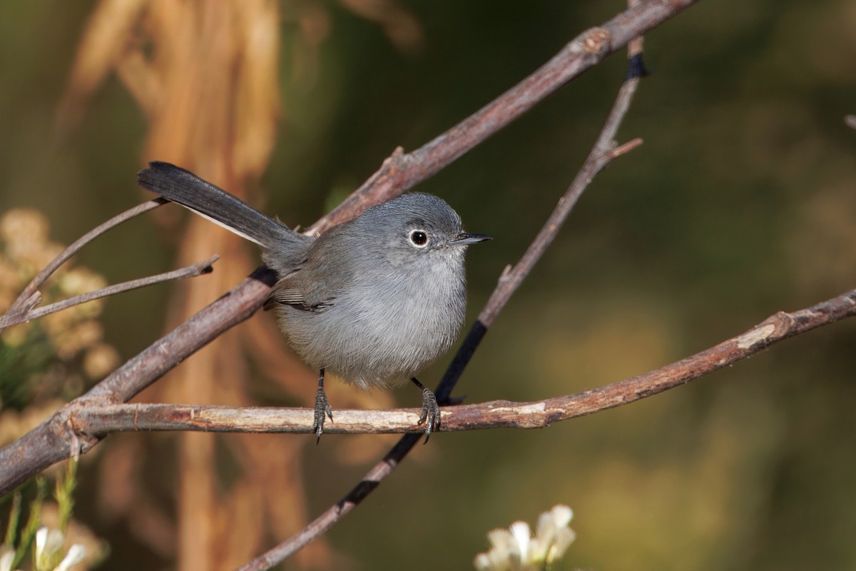 California Gnatcatcher - ML625564180