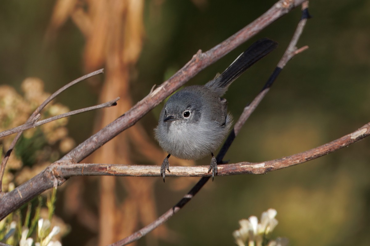 California Gnatcatcher - ML625564181