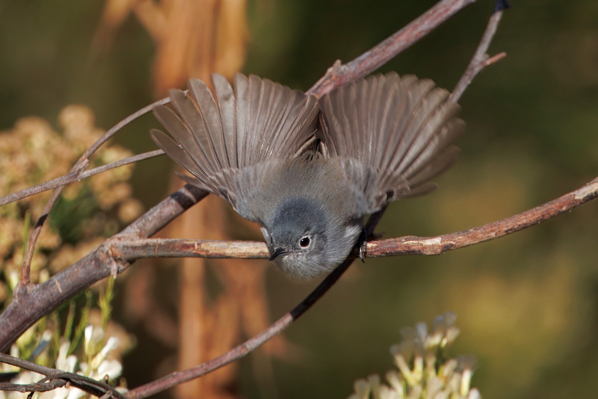 California Gnatcatcher - ML625564183