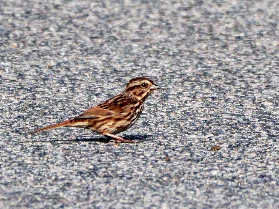 Savannah Sparrow - ML625564283