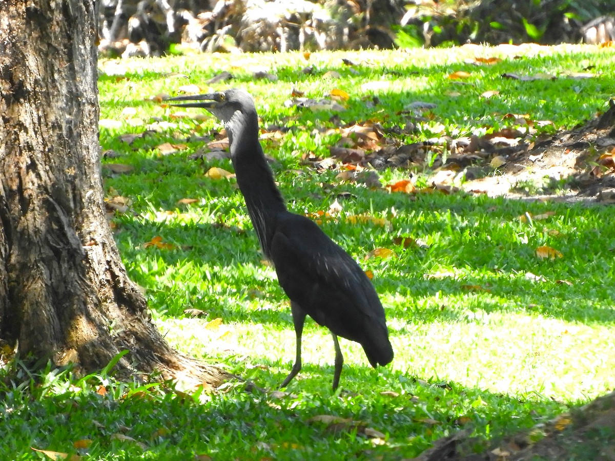 Garza de Sumatra - ML625564287