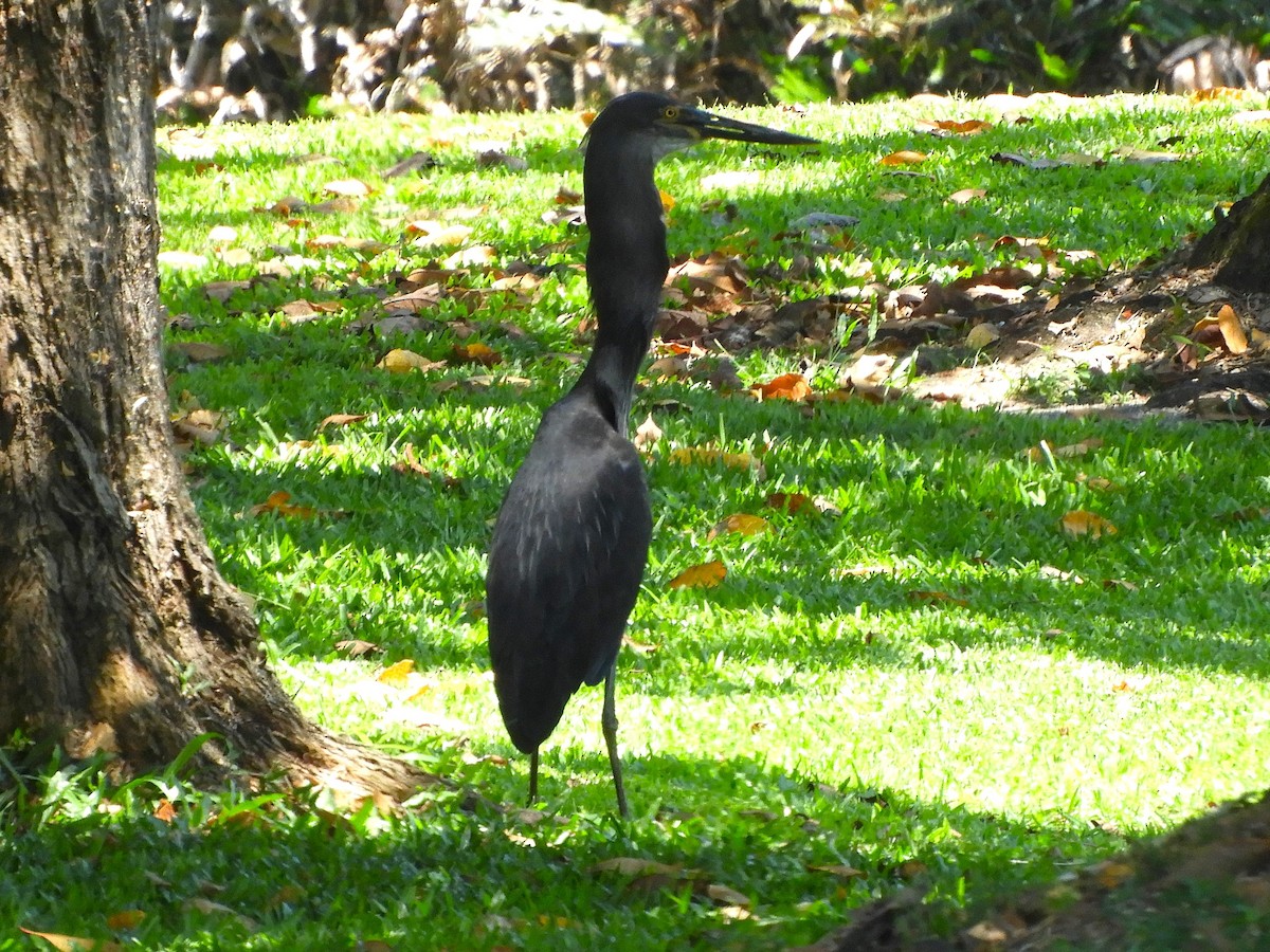 Garza de Sumatra - ML625564288