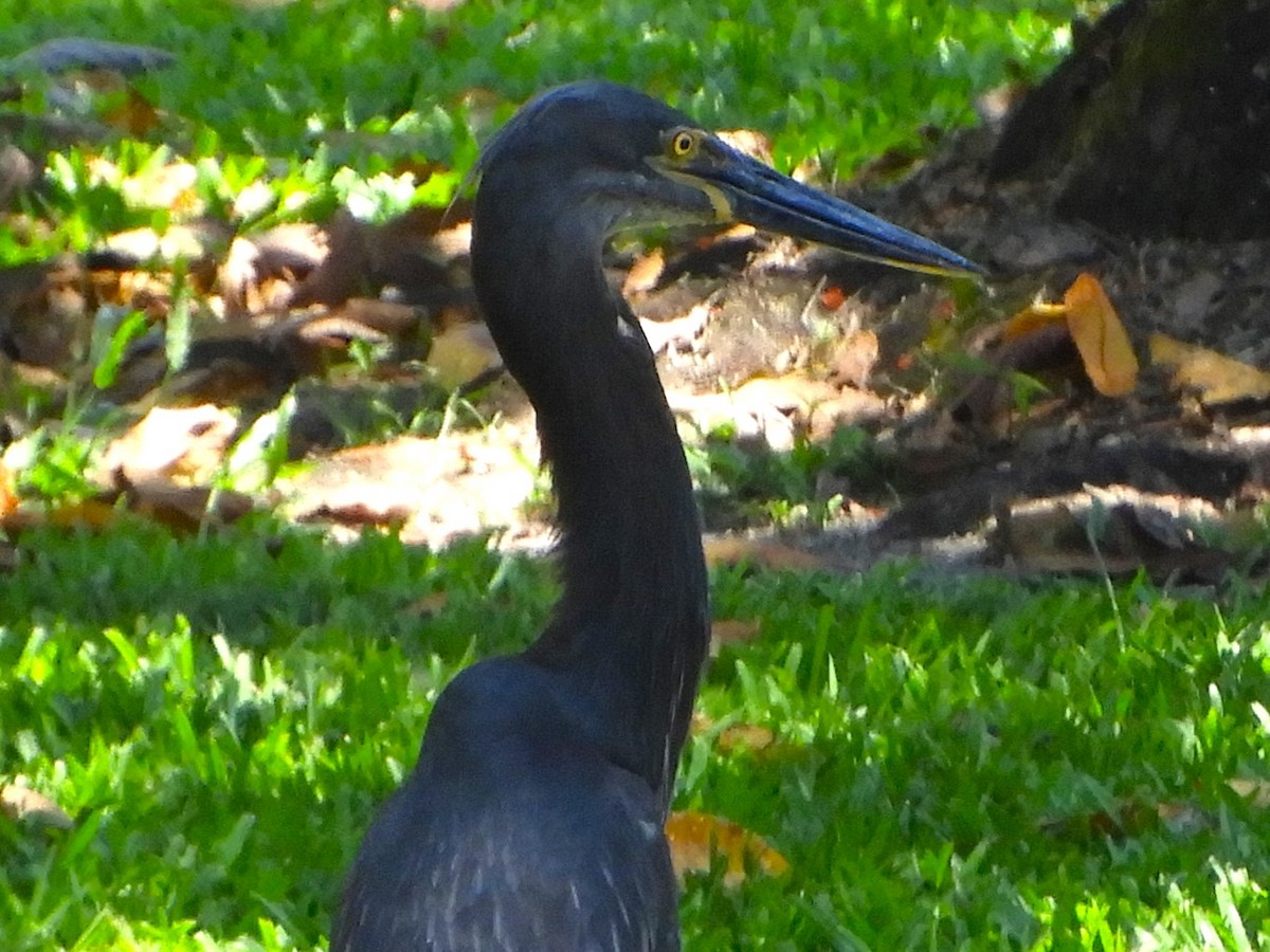 Garza de Sumatra - ML625564289