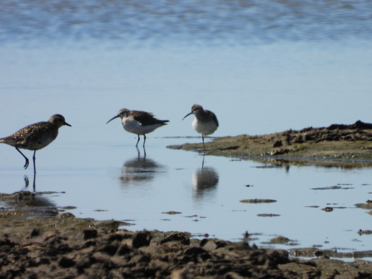 Curlew Sandpiper - ML625564305