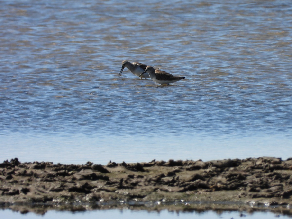 Curlew Sandpiper - ML625564306