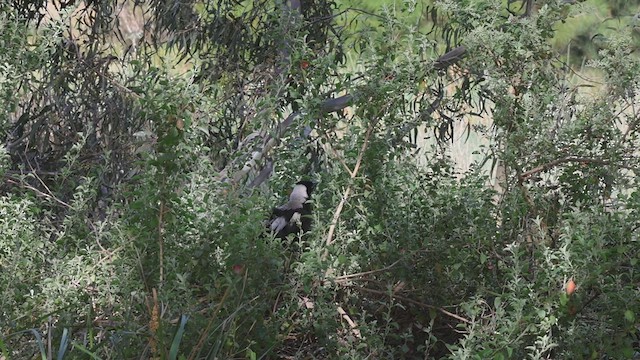 Australian Magpie - ML625564314