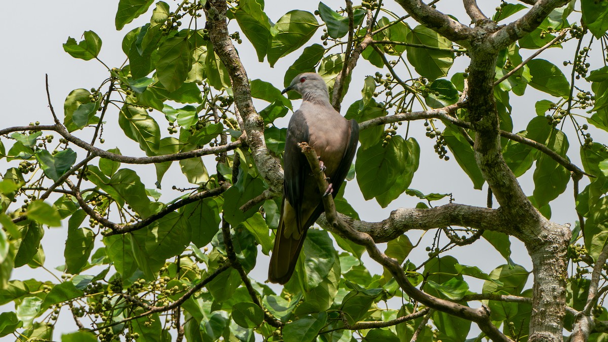 Barking Imperial-Pigeon - ML625564322