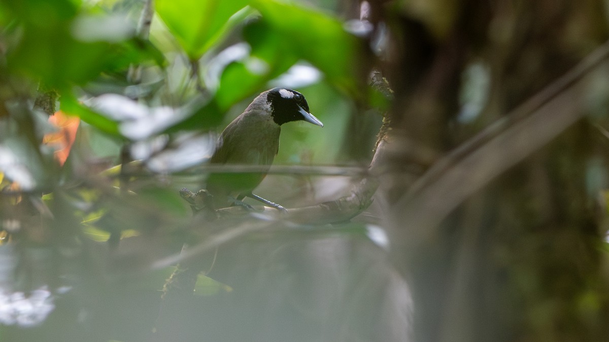 Black-throated Shrikebill - ML625564328