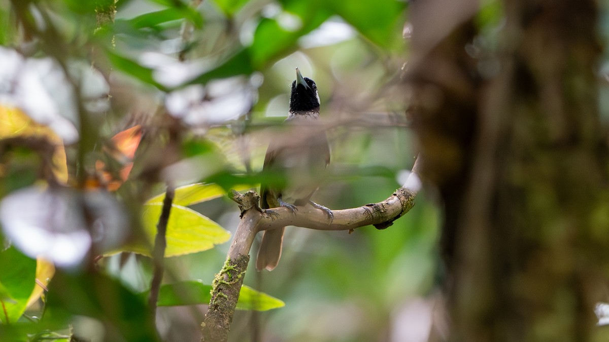 Black-throated Shrikebill - ML625564329