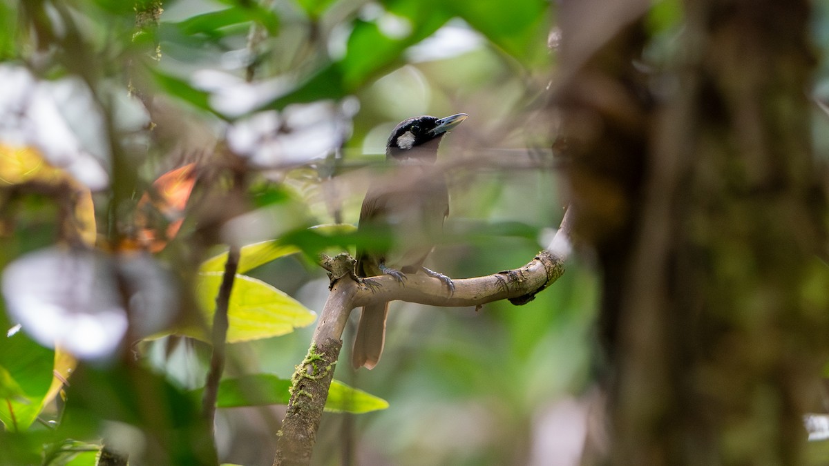 Black-throated Shrikebill - ML625564330