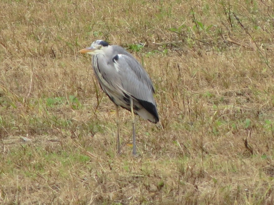 Gray Heron - ML625564345