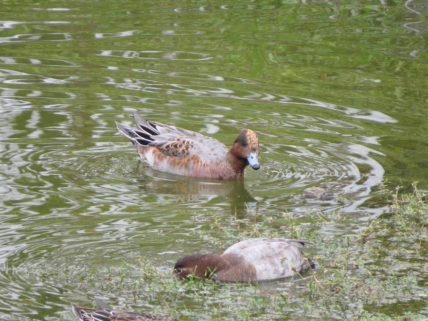 Canard siffleur - ML625564393