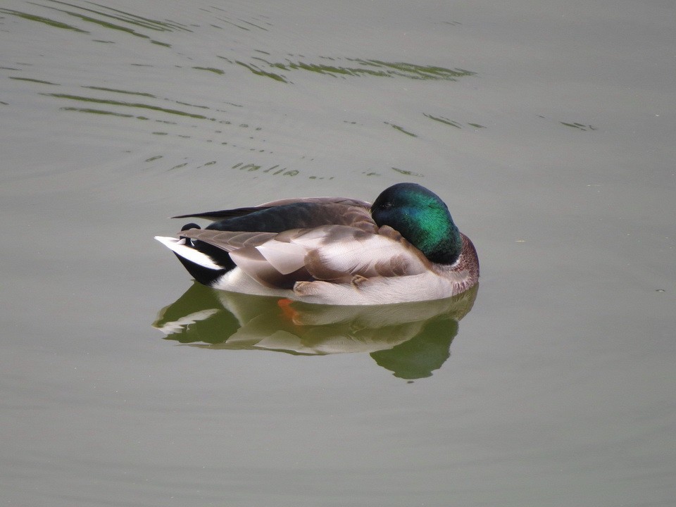 Mallard - ML625564404