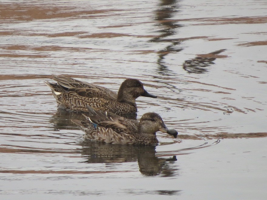 Green-winged Teal - ML625564405